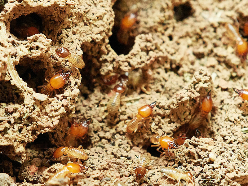 Diagnostic immobilier termites Aix-en-Provence