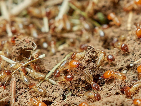 Diagnostic termites aix-en-provence